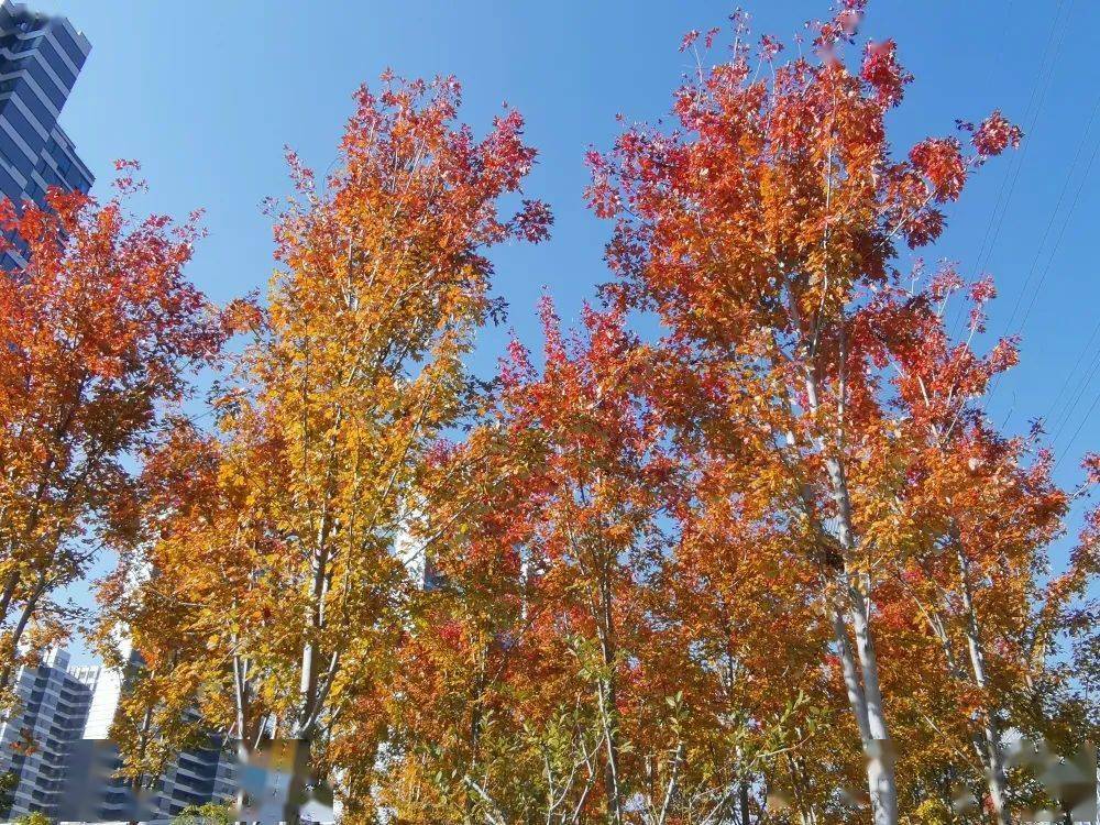 枫香树北美枫香美国红枫三角枫如何枫得清