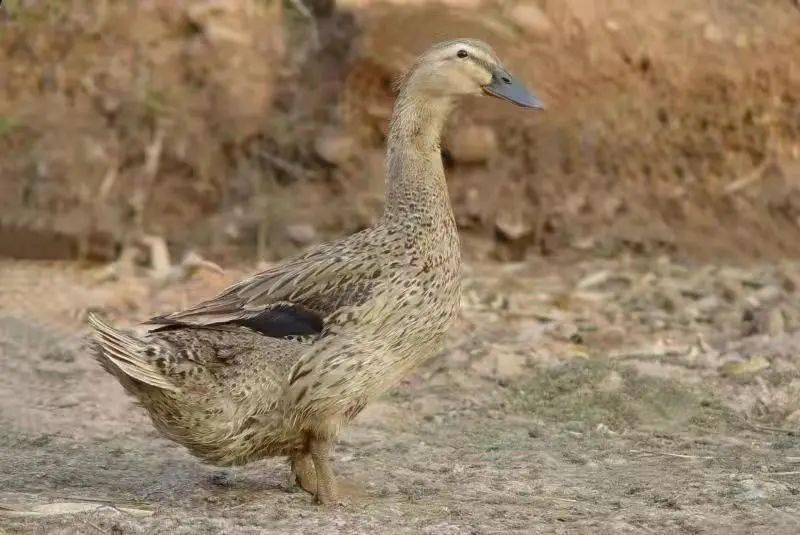 云南麻鸭被吃成濒危了以后还能大口吃烤鸭吗真相是