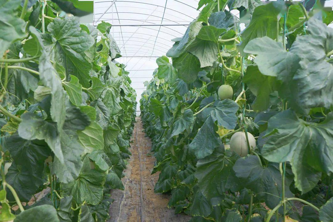 甜蜜蜜的瓜甜蜜蜜的12月快来尝尝吧