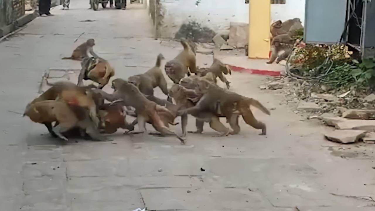 印度野狗咬死1只猴,猴群报复灭杀250条狗_印度猴子为报复几乎摔死全村