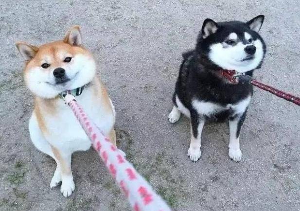 第一次养狗劝你最好别碰柴犬不然会被气哭