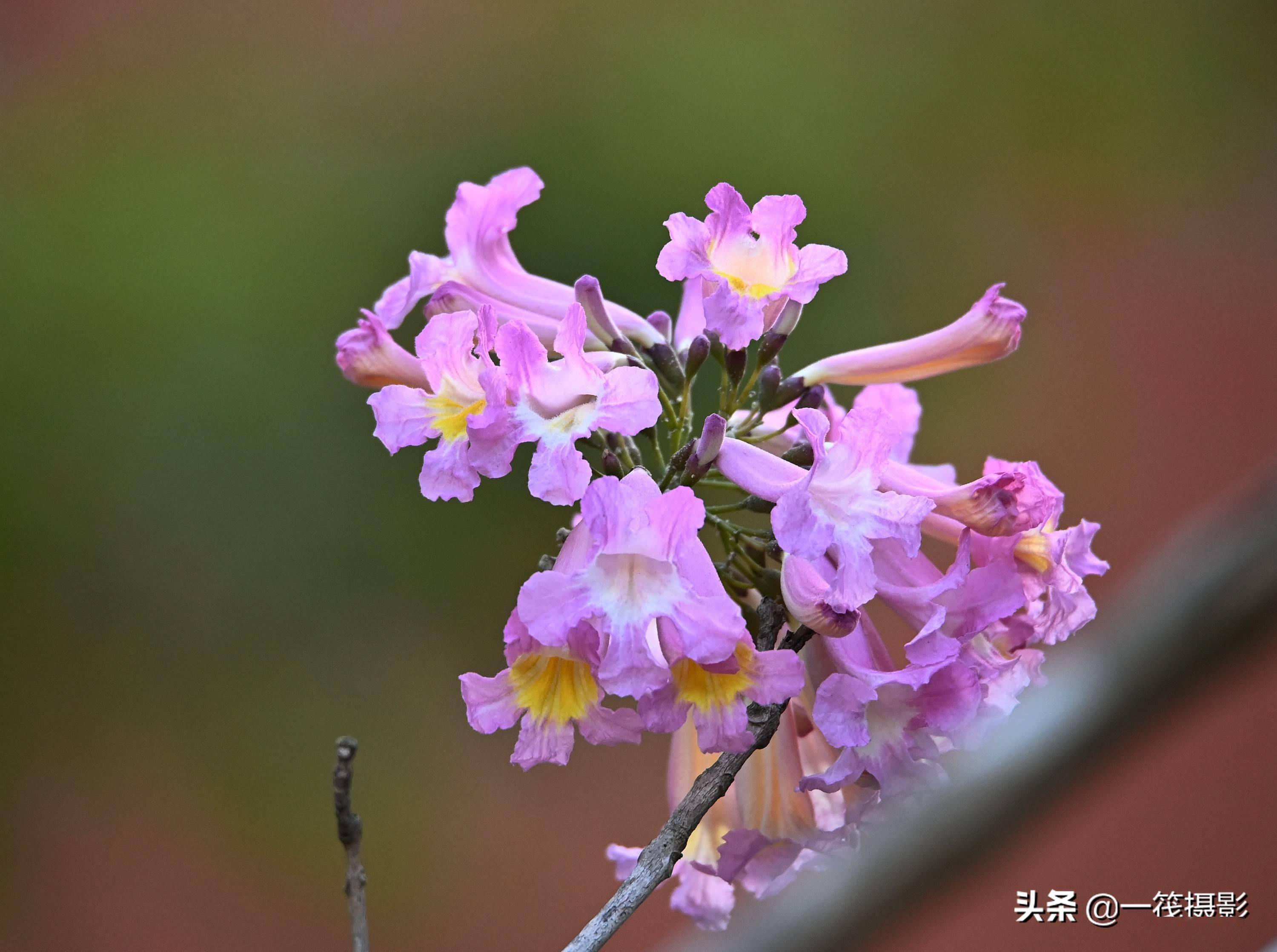 美丽的紫绣球花风铃木