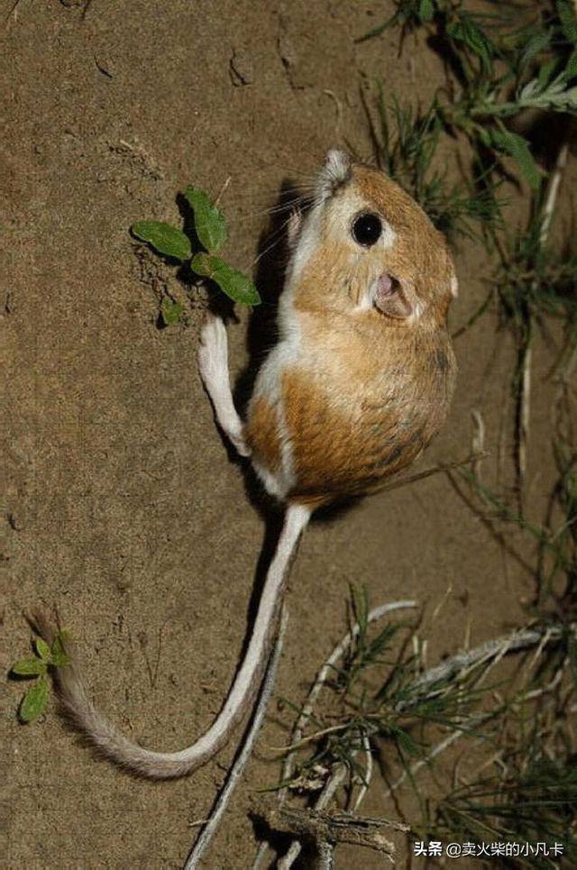 北社鼠社鼠如何识别鼠类针对性灭鼠