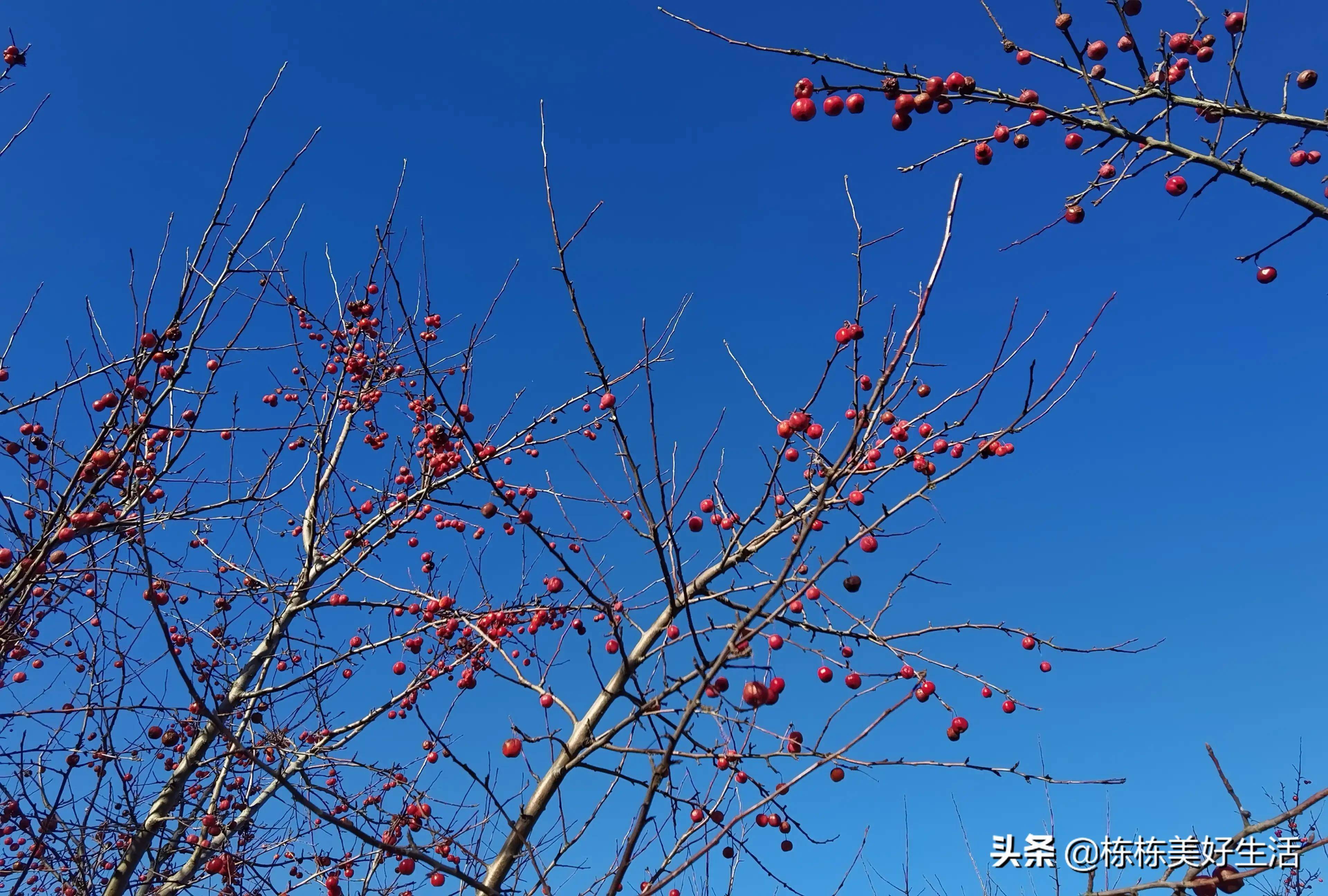 冬天结红果的观赏树图片