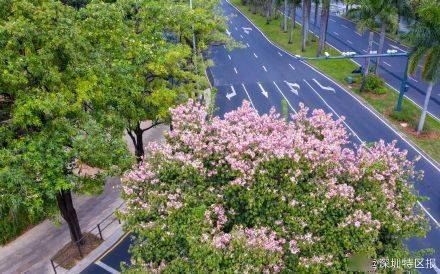 花历|深圳12月花历出炉