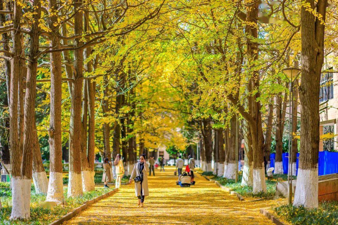 云大银杏藏在秋风里的浪漫来信