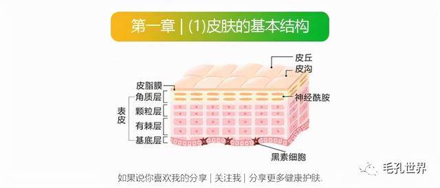 其中,位於最下方的基底層細胞與基底膜緊密相連,基底層下方為真皮層.