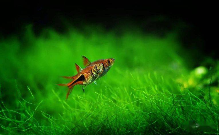 鱼多久会繁殖 ecb40c9a31cc4247bf89bd3f2f6b2380.jpeg