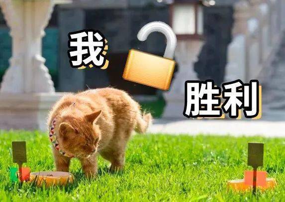 电影橘猫，怎么就成了最受欢迎的猫？