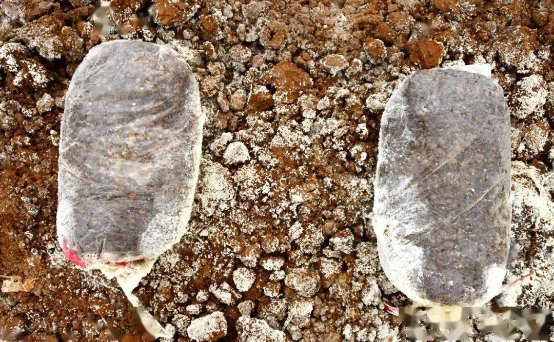 在土地里种出新希望_李乐和_种植_羊肚菌