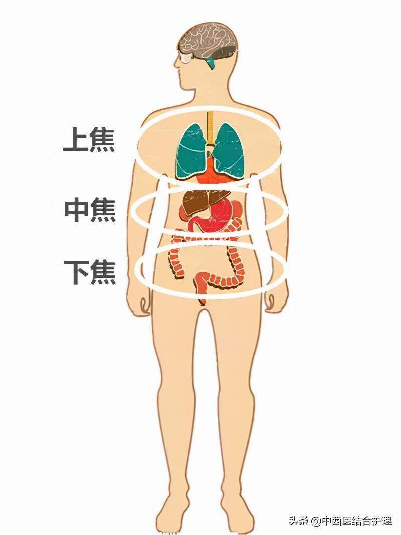 上焦脏器图片