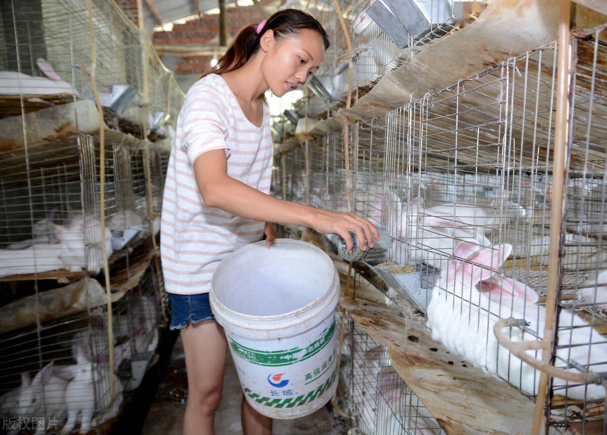 兔子一年能生8窝,繁殖如此多,农民为啥不养殖兔子致富?