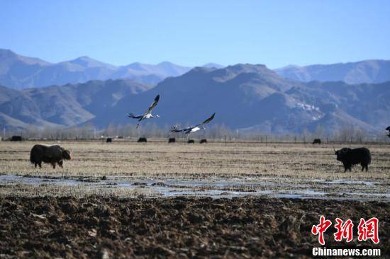 冬日|冬日拉萨河谷风景秀丽