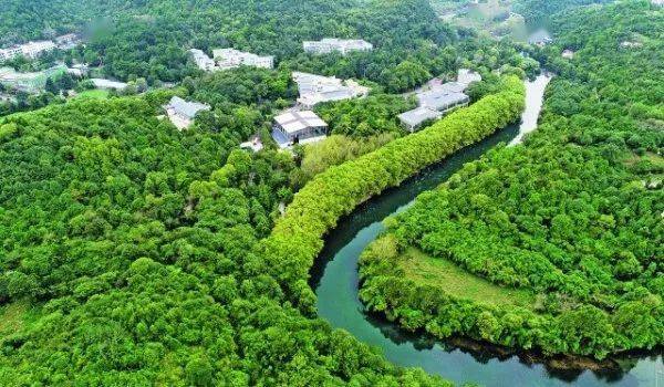 贵阳密植碳汇林绿景变成金