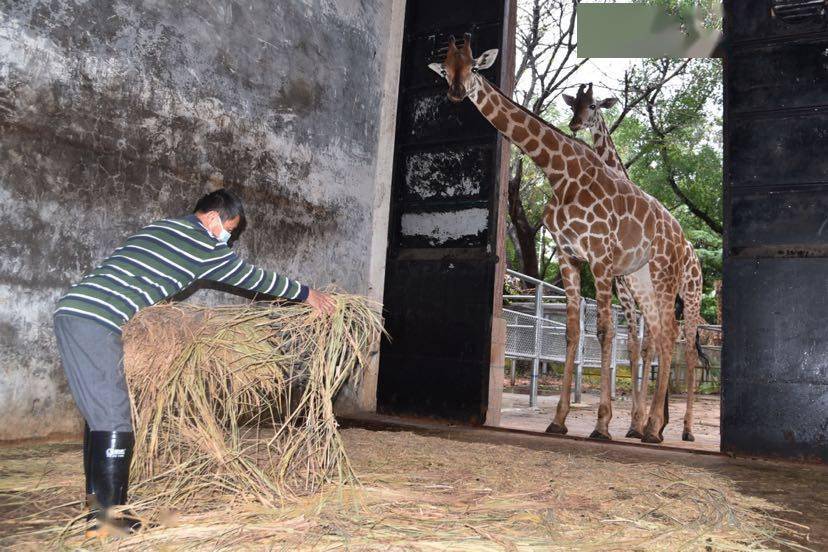 動物園飼養員在長頸鹿