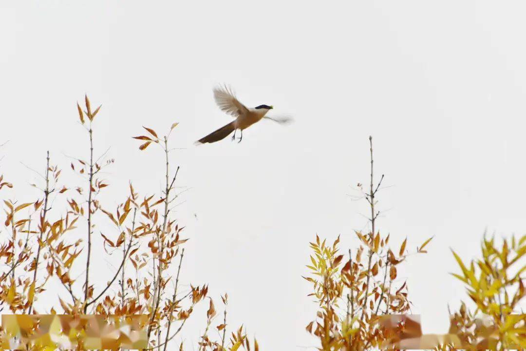 冬至时节天色寒青苍天外有暖光