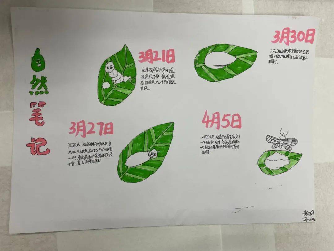 们在拼音王国里畅游;四年级的观察日记不仅让我们看到了动植物的成长