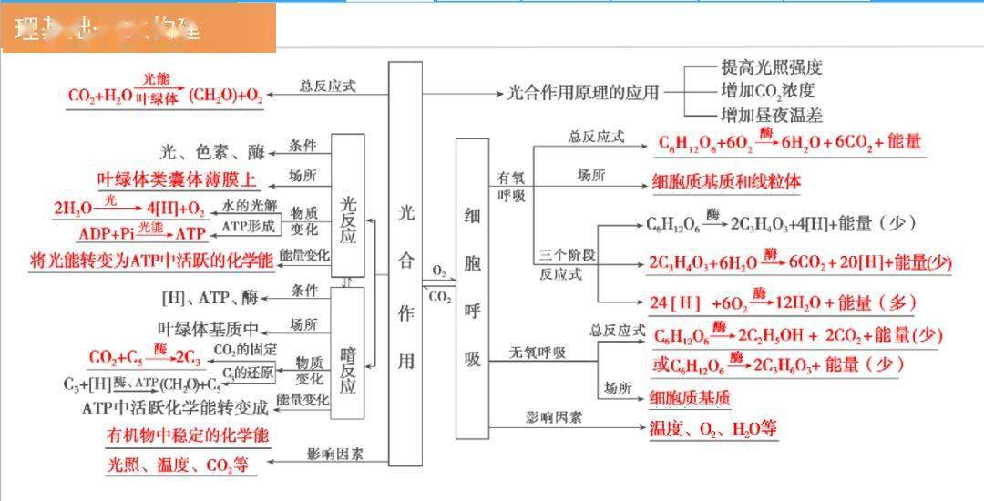 初中生物光合作用與細胞呼吸知識點詳解考頻熱點