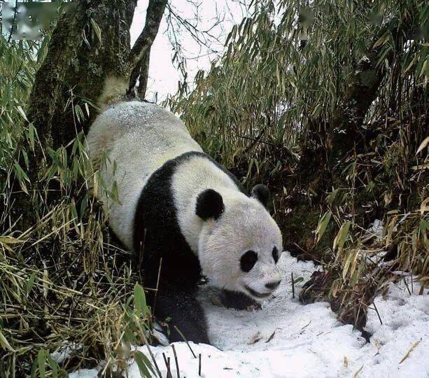 光山|万物生长！青山妩媚！群星之下的国家公园……