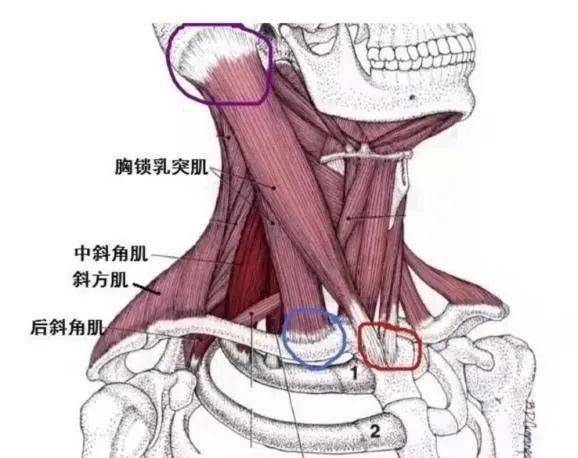 但一般認為是在宮內姿勢異常或圍生產期發生的一側胸鎖乳突肌局部缺血