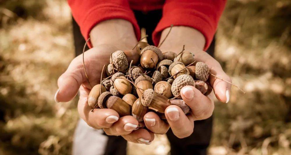 英语每日一词 坚果 Acorn Avert Tree Is