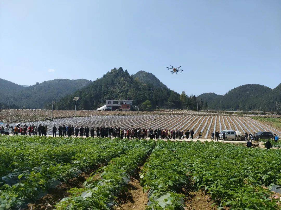 茶叶|一块块金字招牌的背后,竟是……