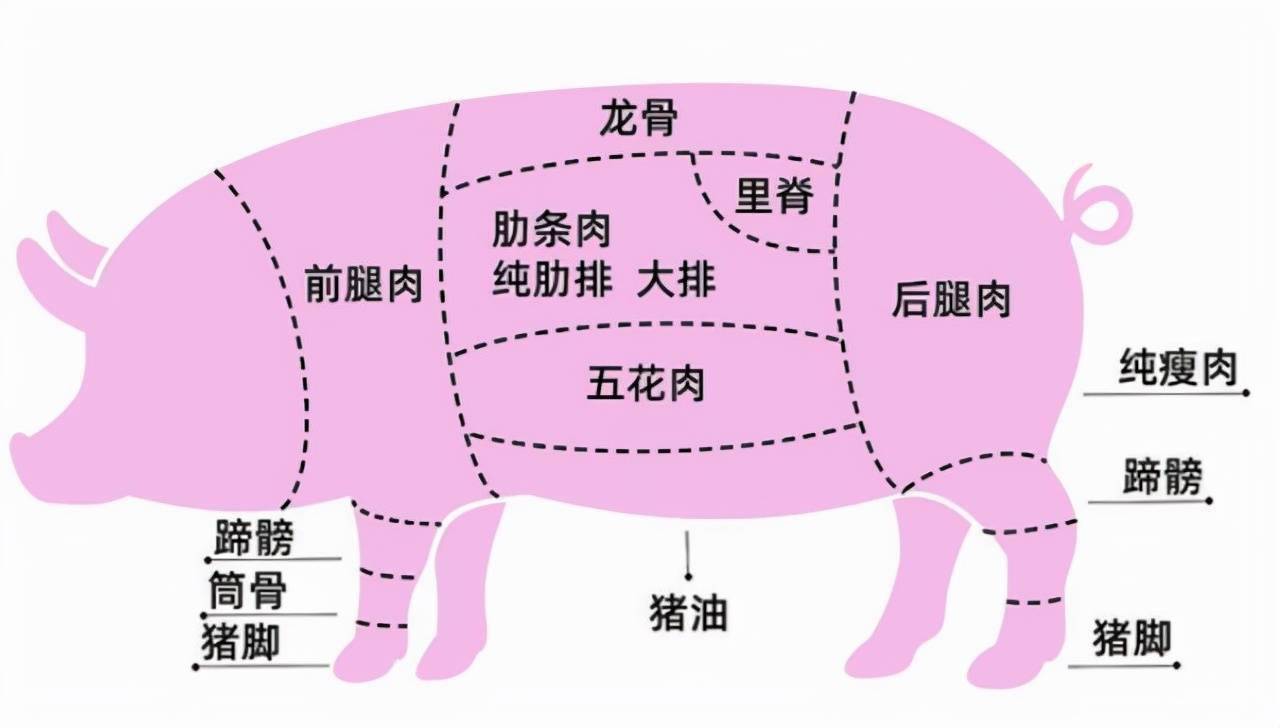 猪全身血管分布图图片