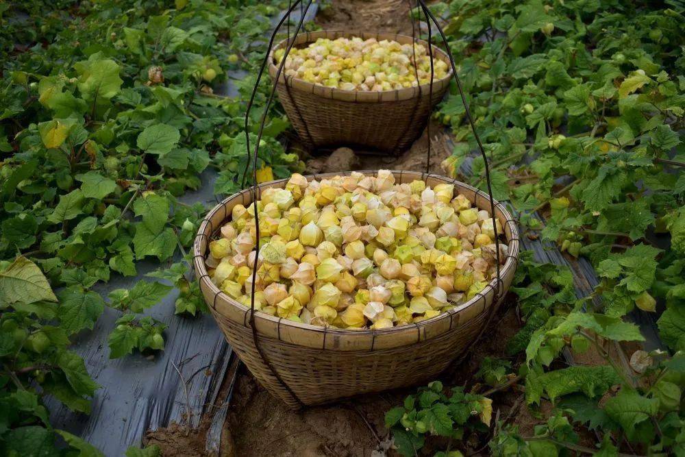 西双版纳勐海灯笼果照亮乡村产业振兴路