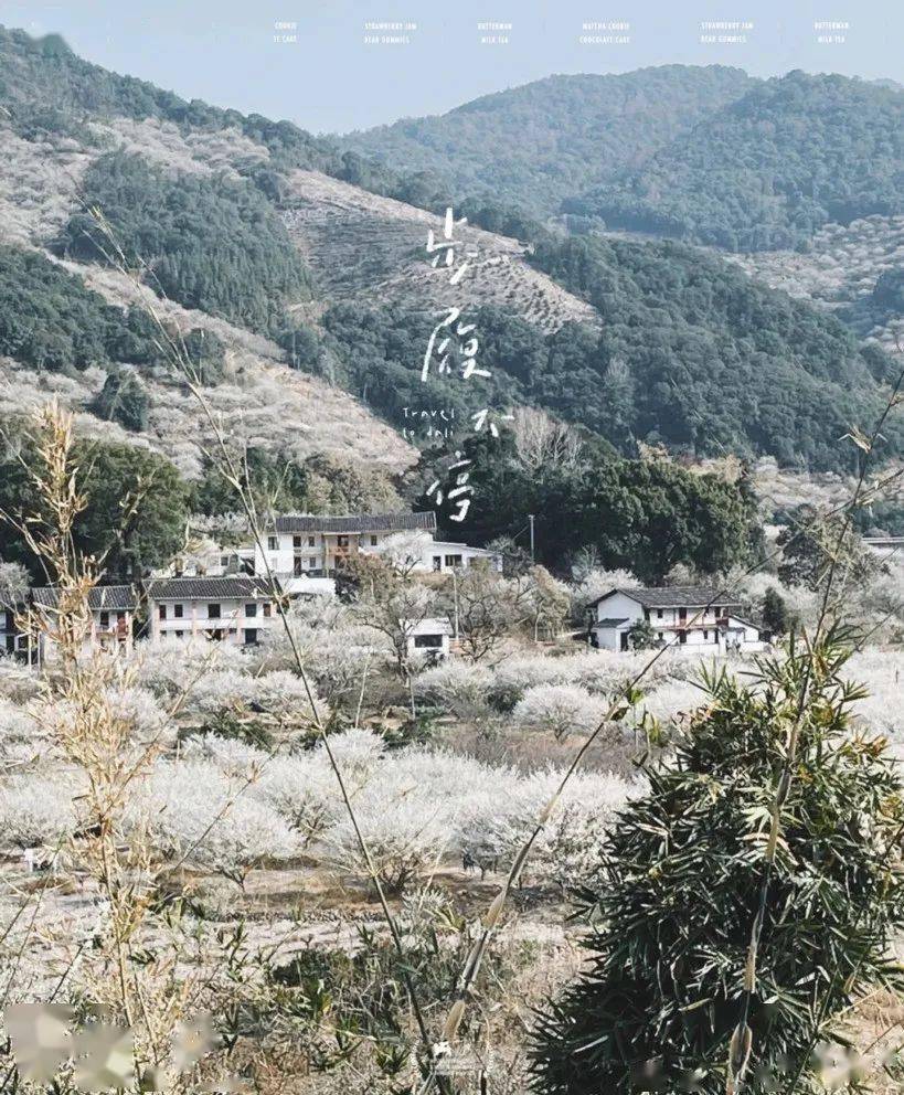 1月123纯玩99元梅花香如故相约永泰永泰溪洋赏万亩梅花小云水谣春光村