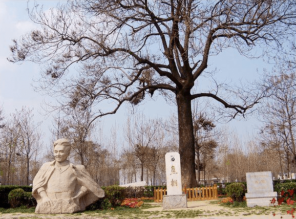 当年焦裕禄种下的一棵泡桐树被人们称为"焦桐"他去世后,兰考人民在