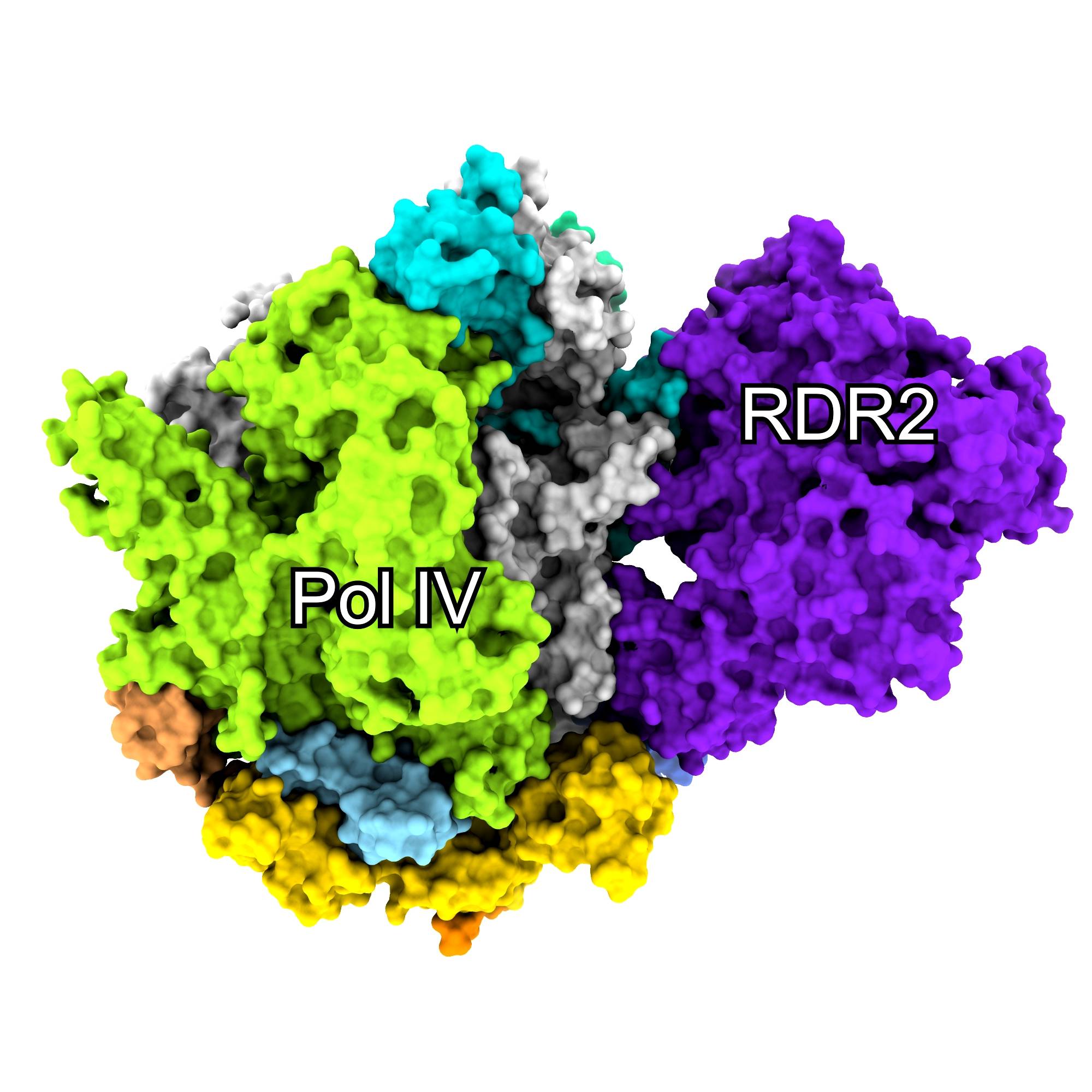 我国科学家成功揭示高等植物第四种rna聚合酶的奥秘