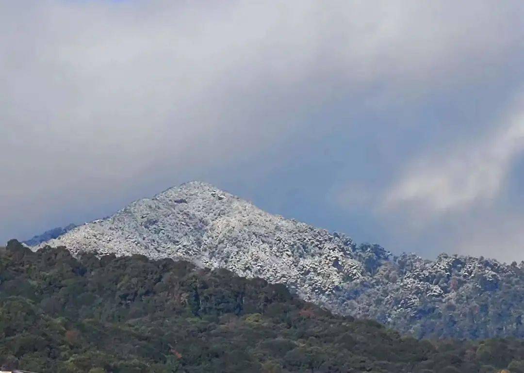 邦东乡:茶香深处雪添妆