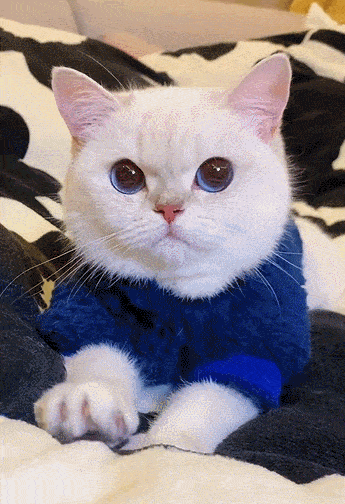 深情表情包蓝色的猫图片