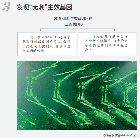 高校|吃鱼不挑刺？高校重大突破！网友有个大胆的想法......