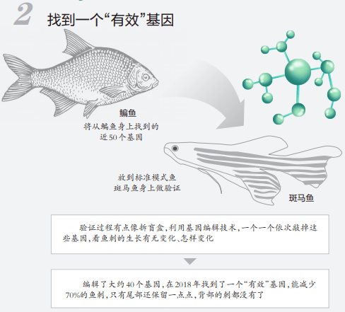 来源|吃鱼不挑刺？高校重大突破！网友有个大胆的想法......