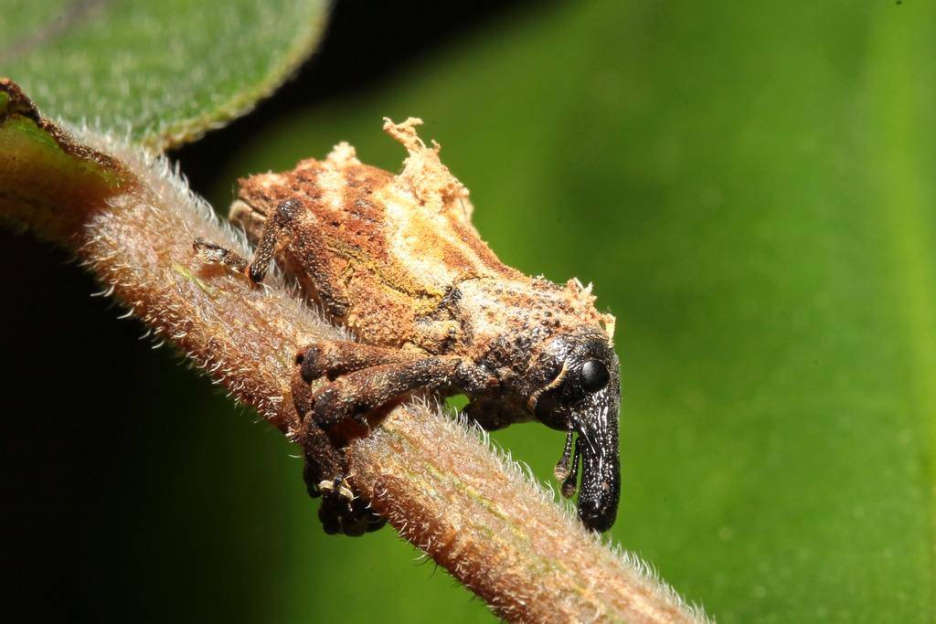 虫子的家族是十分庞大的,我们所见过的虫子只不过是非常微小的部分.