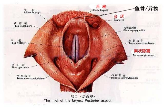 喉部结构图解剖图高清图片