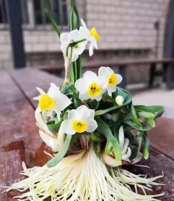 家里的水仙快长成大蒜了这份水仙雕刻技巧送给你