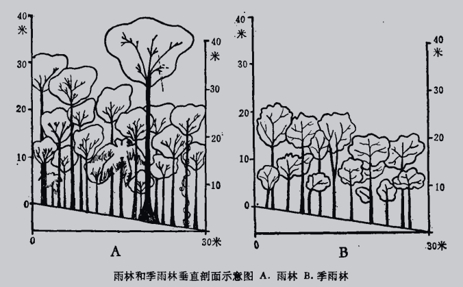 【地理探究】关于热带雨林的高考地理考点汇总,附雨林与季雨林的区别