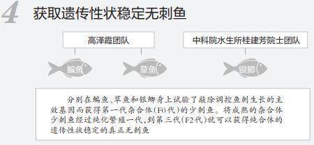消息|重大突破！以后吃鱼或无需挑刺，吃货们坐不住了