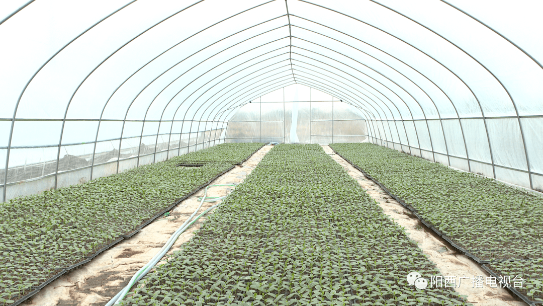 长势喜人 上洋冬种西瓜育苗完成近八成 瓜苗 种植户 天气