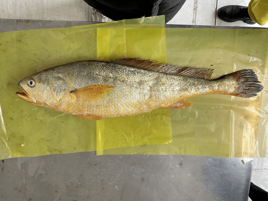 温州惊现一条5斤的野生大黄鱼卖了18万