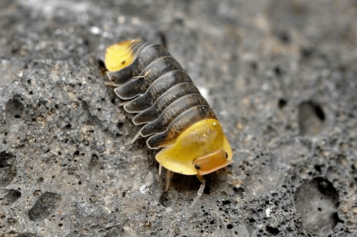 有人管它们叫潮虫子,也有叫西瓜虫 团子虫的等等外号,很多小朋友家长