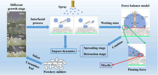 撞击动力学与润湿状态力平衡模型相结合的示意图论文链接:https://doi