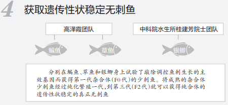 团队|吃鱼不挑刺？“华农”重大突破！