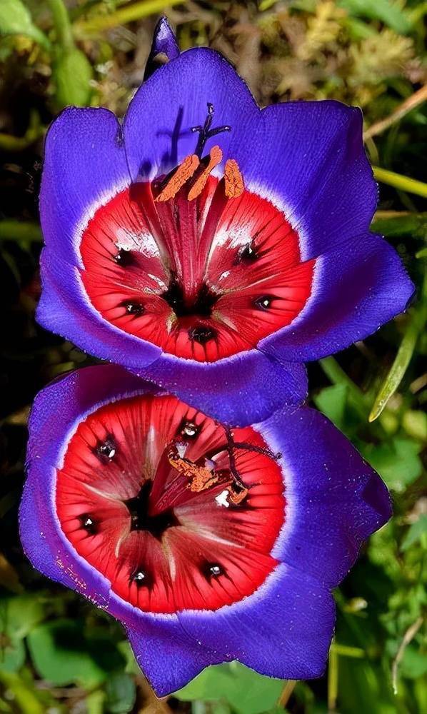 奇怪的植物 花卉图片