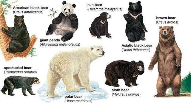 敌的棕熊,陆地上最大的食肉动物北极熊,甚至是体型较小的黑熊(黑瞎子)