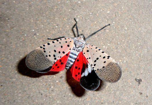 人称"花媳妇",过去被农民视为害虫,如今一斤却能卖20元_昆虫_因为