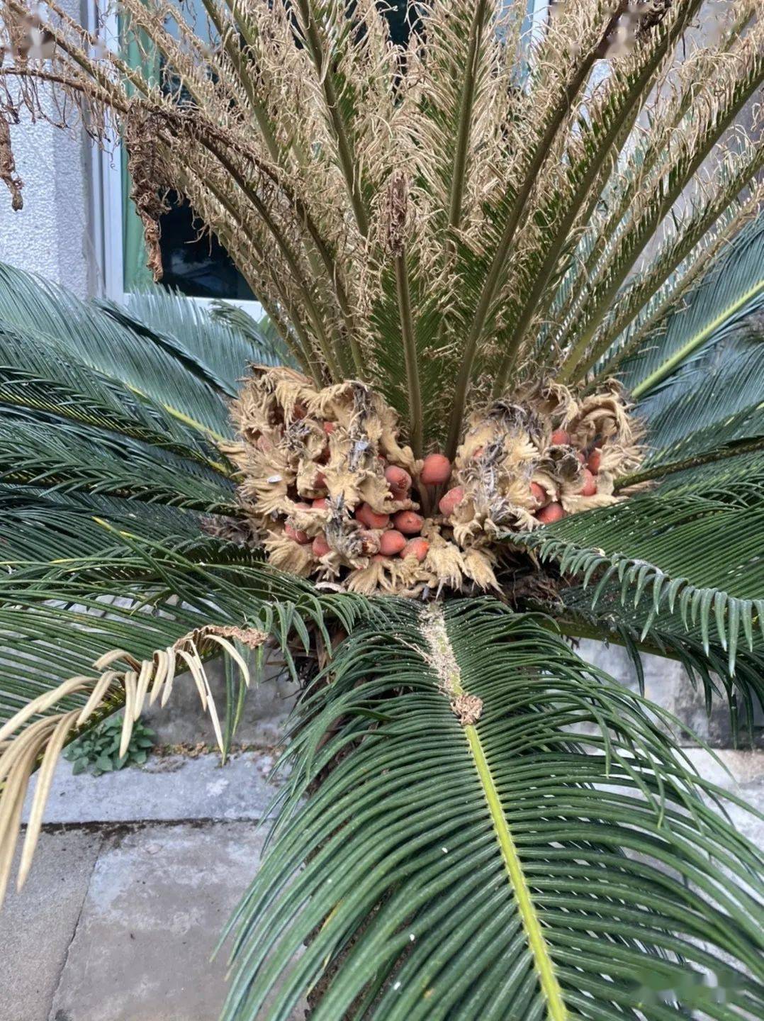 铁树开花不稀奇,铁树结果你一定闻所未闻!_在线_凤凰蛋_信息