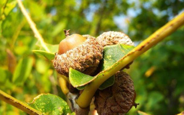 山里人称它"苦栗子",曾烂一地没人要,动物不食,如今卖70一斤_农村